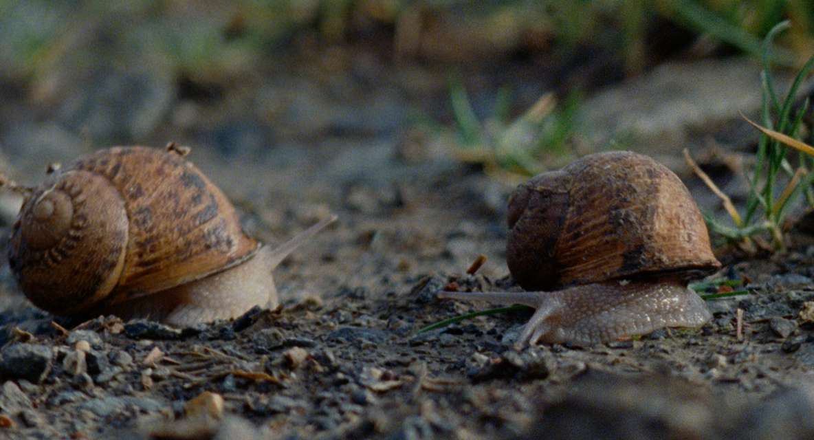 Mykonos Biennale 2015 - Film Festival -  The Disappearance of Tom R. 4 - screen shot