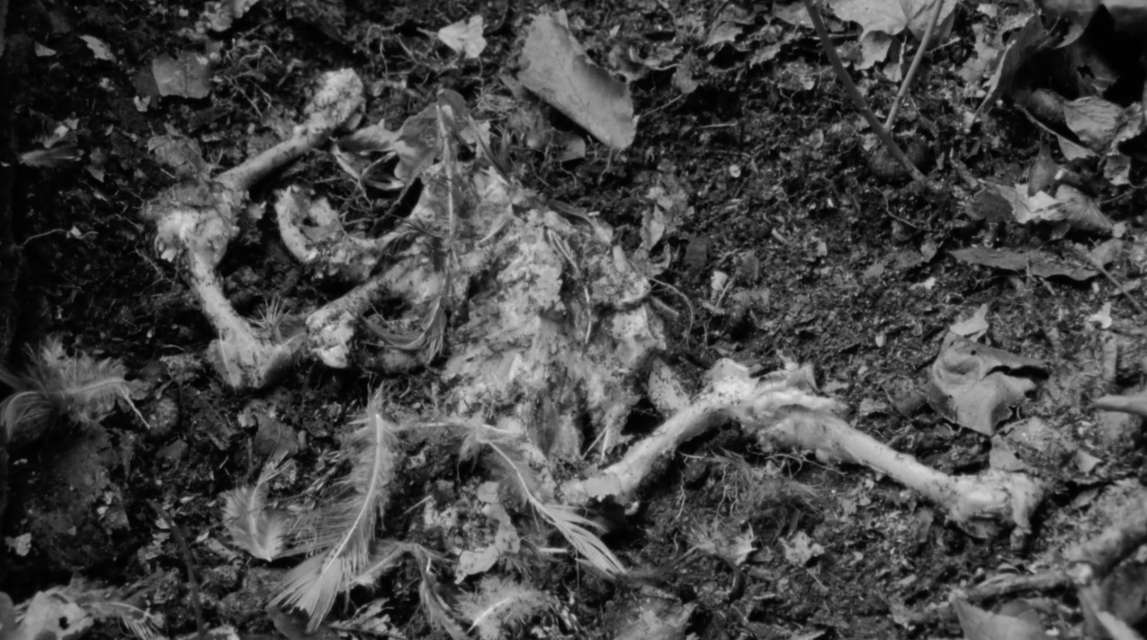 Mykonos Biennale 2015 - Film Festival -  Little Wolf - screen shot